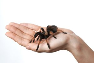 Hypnotherapy spiders Nottingham